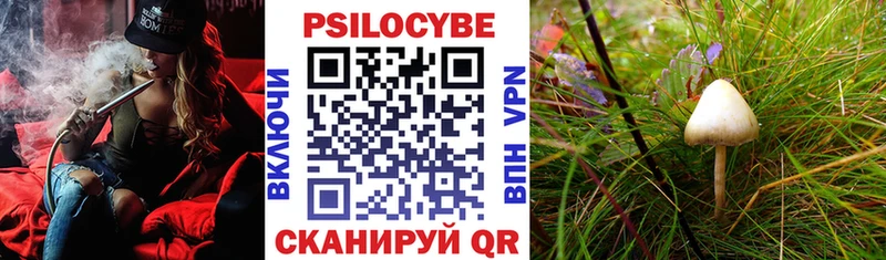 Галлюциногенные грибы Psilocybe  где найти   Нерюнгри 